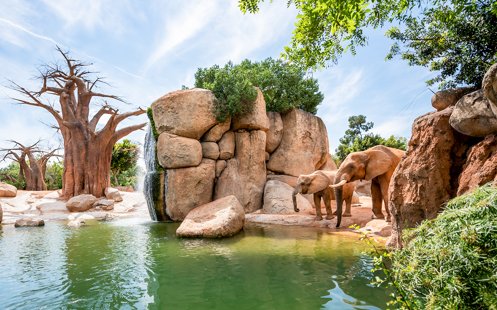 Elephants au bord de l'eau au Bioparc Valencia